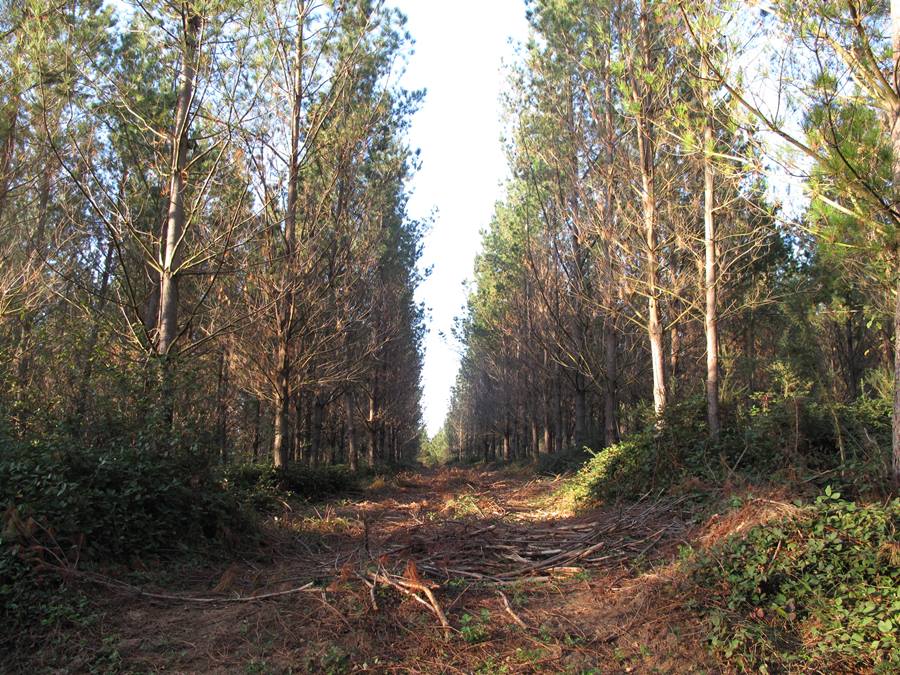 Pasantía de académico permitió profundizar conocimientos sobre análisis de carbono en ecosistemas forestales