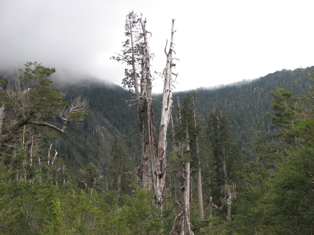 Actualizarán la tipología forestal de los bosques nativos de Chile