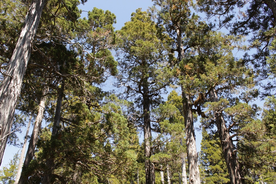 Alerces: un viejo patrimonio natural que merece ser conservado