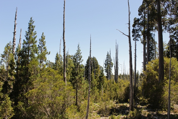 Seminario internacional expondrá estudios sobre alerce y su vulnerabilidad al cambio climático