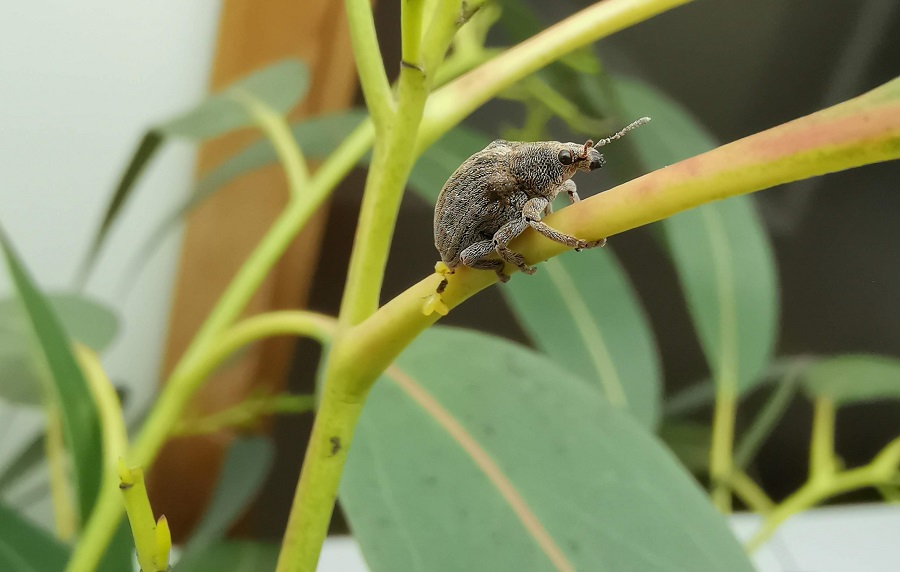 Científicos de la UACh buscan controlar plaga forestal a través de hongos entomopatógenos