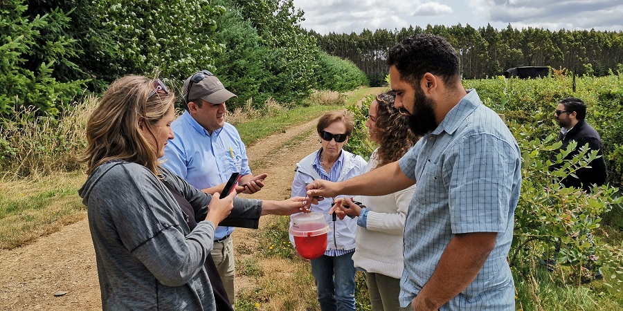 A través del desarrollo de un bioproducto buscan proteger cultivos de berries en la región de Los Ríos