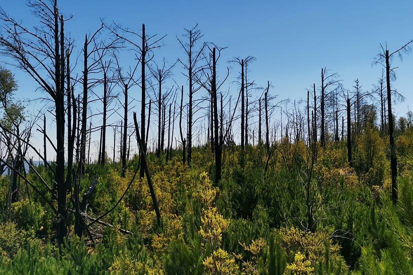 Académico UACh entregó recomendaciones para prevenir incendios forestales