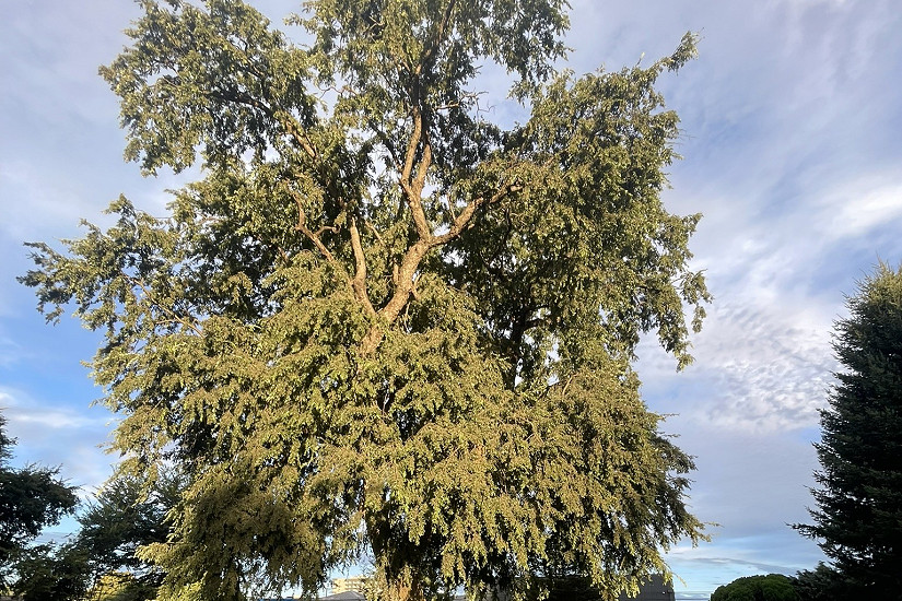 Ingeniero forestal destaca árboles patrimoniales de Temuco