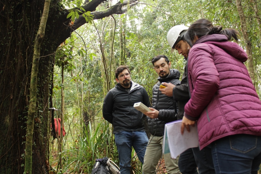 Evaluaron el estado estructural de árboles del Arboretum