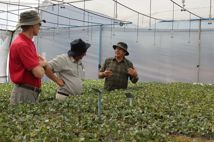 Desarrollo de GloNi marca un hito en opciones de forestación para Chile