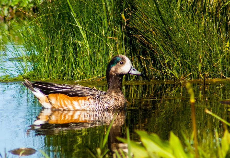Más de 60 especies de aves han sido registradas en Puerto Ingeniero Ibáñez