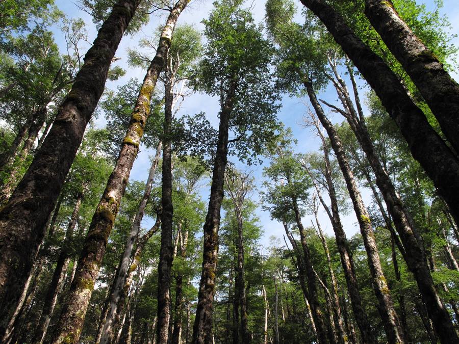 Magíster en Ciencias, mención Bosques y Medio Ambiente ofrece Facultad de Ciencias Forestales y Recursos Naturales de la UACh