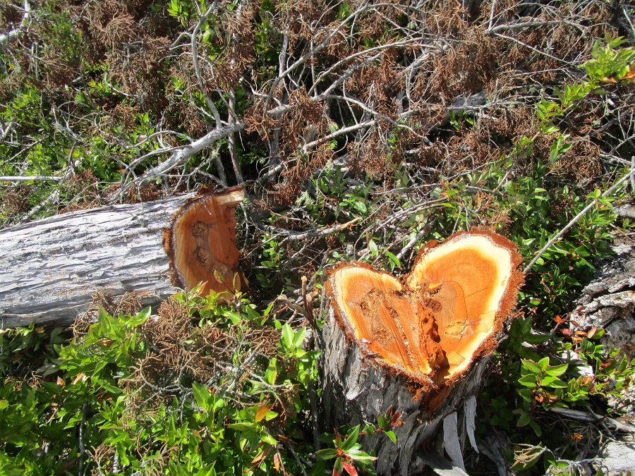 Preocupación de científicos por tala ilegal de alerce