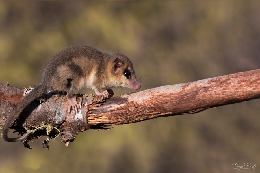 Monito del monte también escala hasta la copa de los árboles