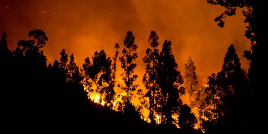 Declaración Pública: Urgencia por Protección de Suelos Post Megaincendios