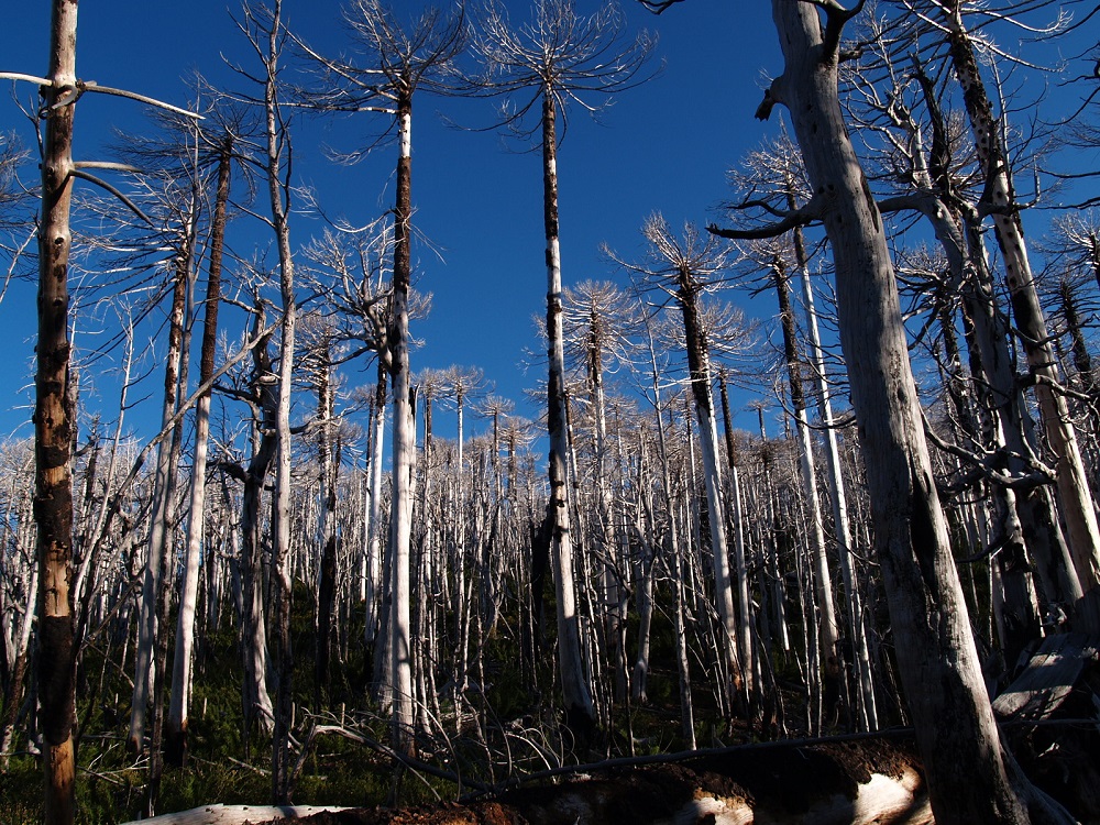 Incendios de mayor magnitud, sequía e invasión de pinos ponen en peligro la sobrevivencia de nuestros bosques