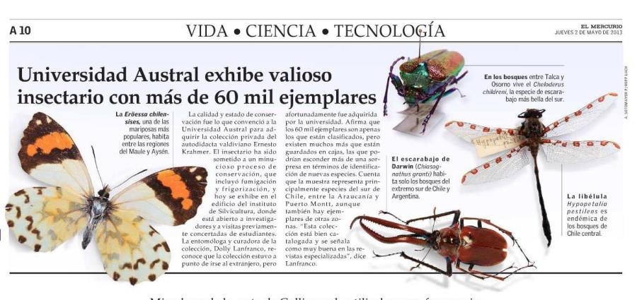 Universidad Austral exhibe valioso insectario con más de 60 mil ejemplares