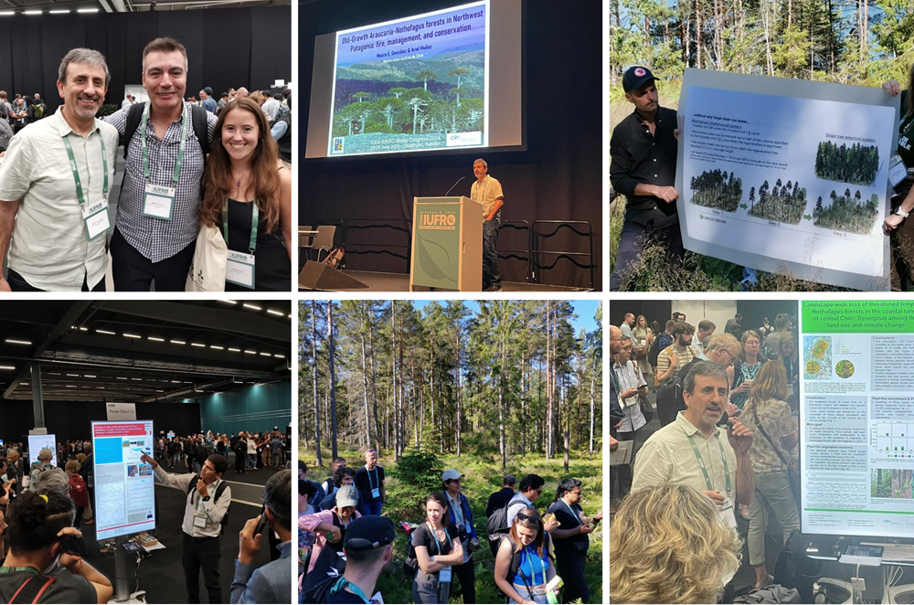 Los bosques antiguos y los desafíos para su protección fueron expuestos en Congreso IUFRO en Suecia