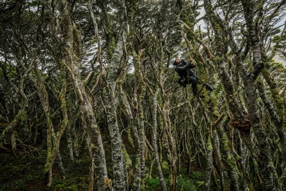 Académico UACh participó de expedición en busca del árbol más austral del mundo