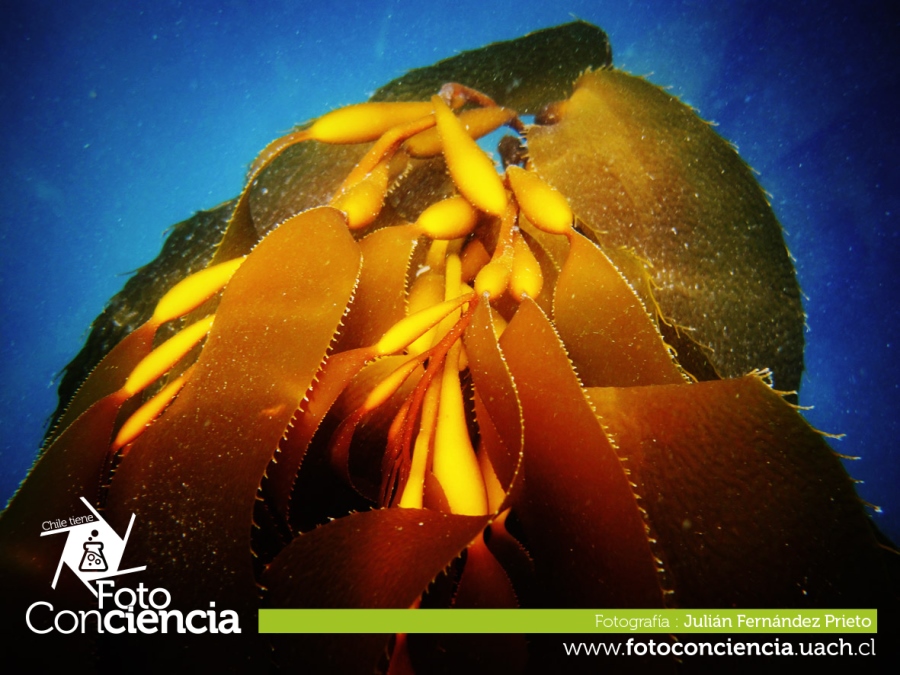 Concurso fotográfico “Chile tiene FOTOCONCIENCIA” busca resaltar a nuestro país como un gran laboratorio natural