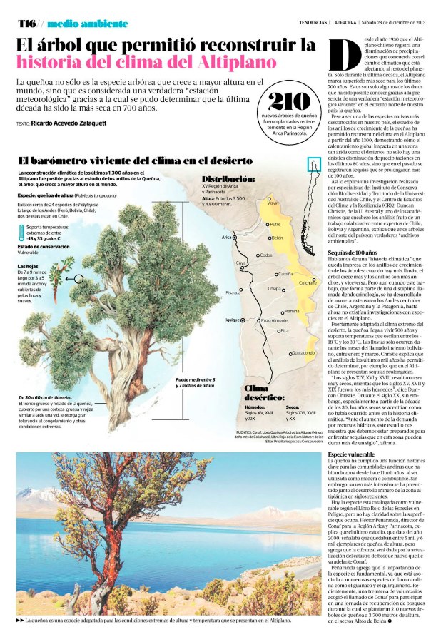 El árbol que permitió reconstruir la historia del clima del altiplano