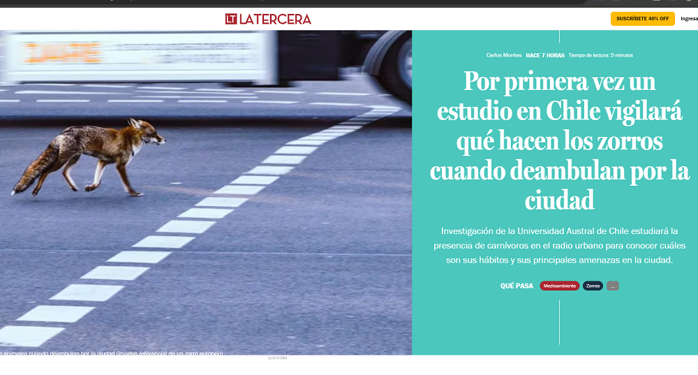 Por primera vez un estudio en Chile vigilará qué hacen los zorros cuando deambulan por la ciudad