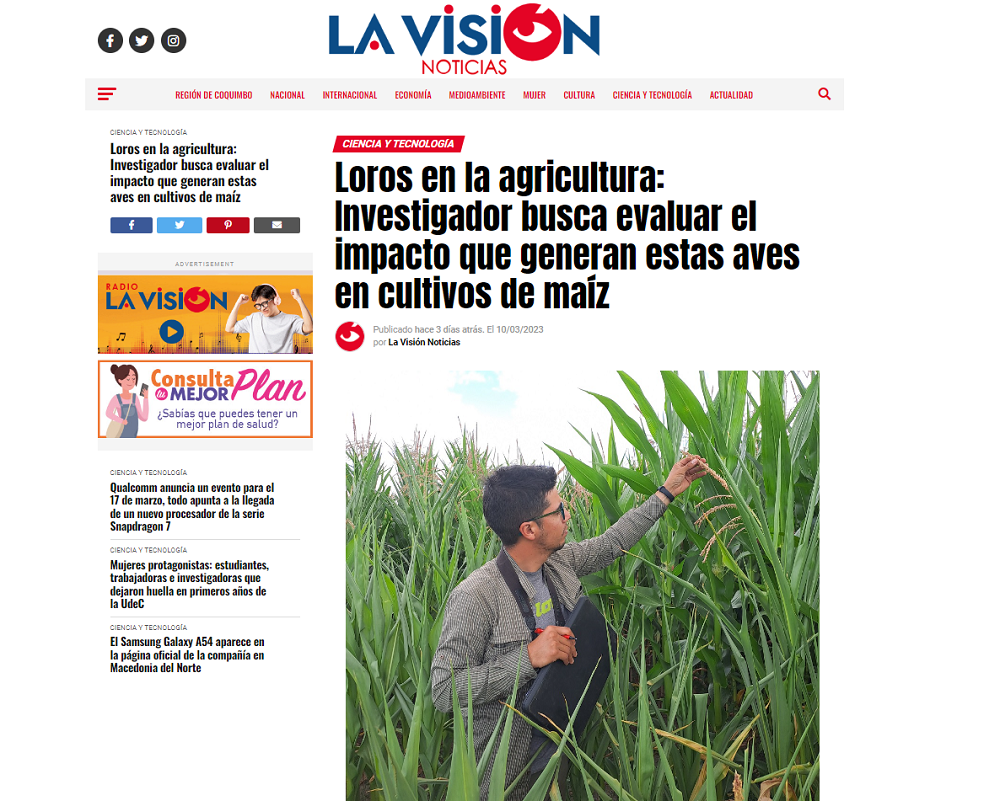 Loros en la agricultura: Investigador busca evaluar el impacto que generan estas aves en cultivos de maíz