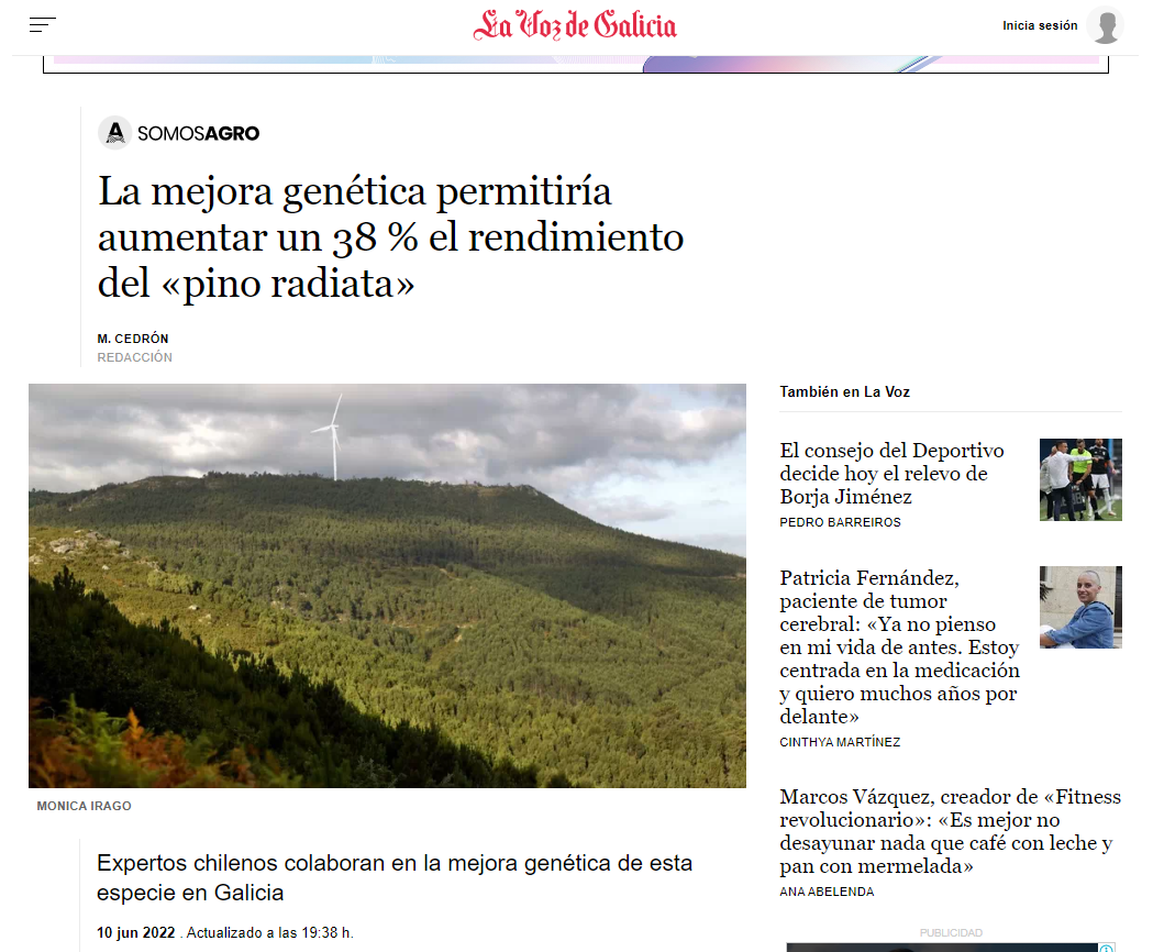 La mejora genética permitiría aumentar un 38 % el rendimiento del «pino radiata»