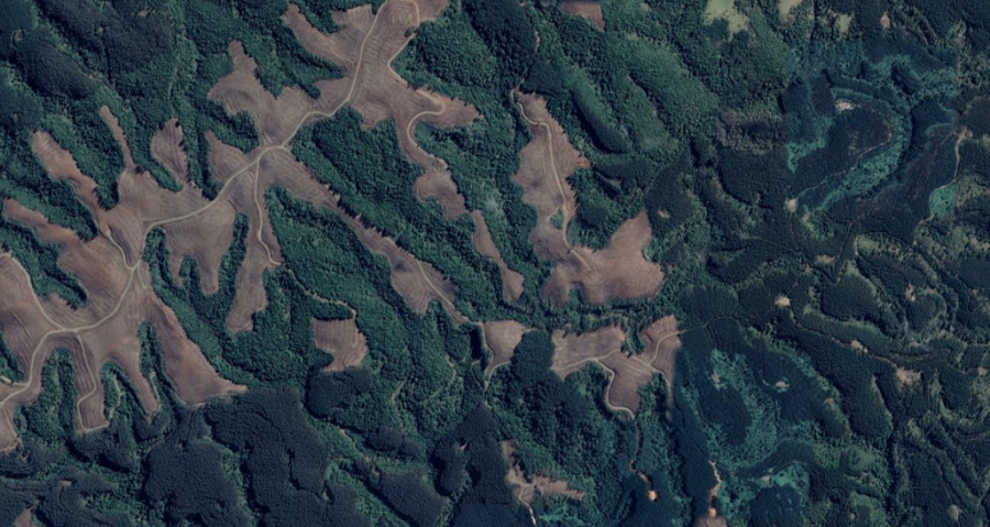 Laboratorio impulsa investigación que apoya toma de decisiones para el manejo sostenible de los bosques