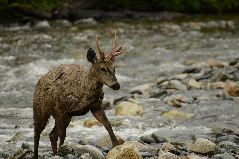 Dispersión forzada y ausencia de planificación metapoblacional en la conservación del huemul