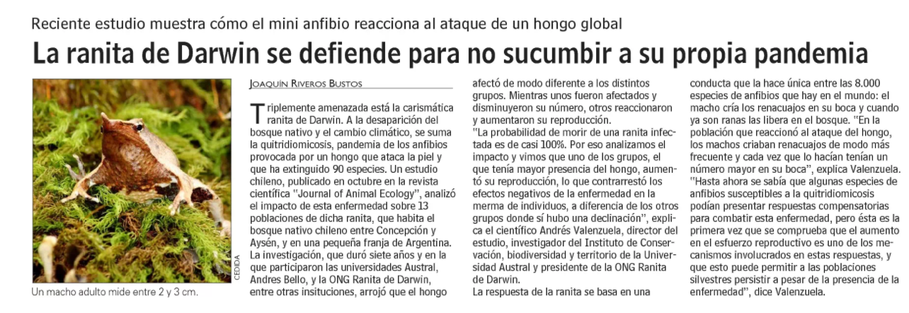La ranita de Darwin se defiende para no sucumbir ante su propia pandemia