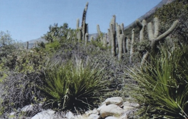 Se encuentran disponibles presentaciones de Taller Internacional sobre bosques, política forestal y restauración