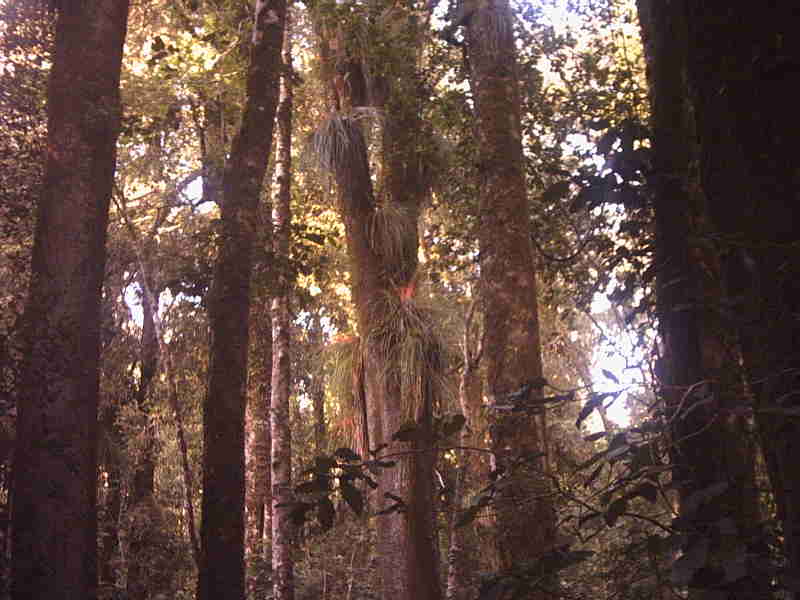 Instituto de Bosques y Sociedad dará inicio a ciclo de charlas
