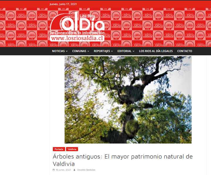 Árboles antiguos: El mayor patrimonio natural de Valdivia