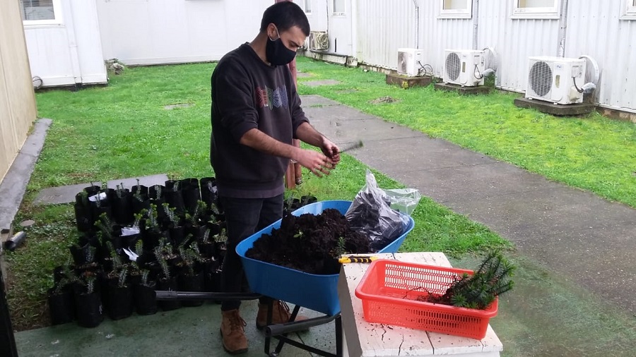 Estudiante UACh investiga herramienta para la restauración ecológica de araucaria