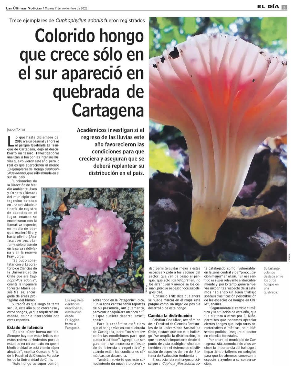 Colorido hongo que crece sólo en el sur apareció en quebrada de Cartagena