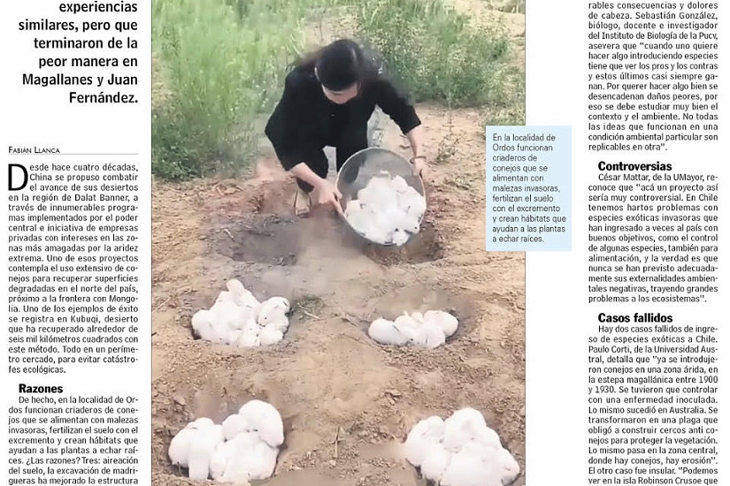 Los chinos están recuperando un desierto con un millón de conejos: ¿cuál es la razón? ¿funciona?