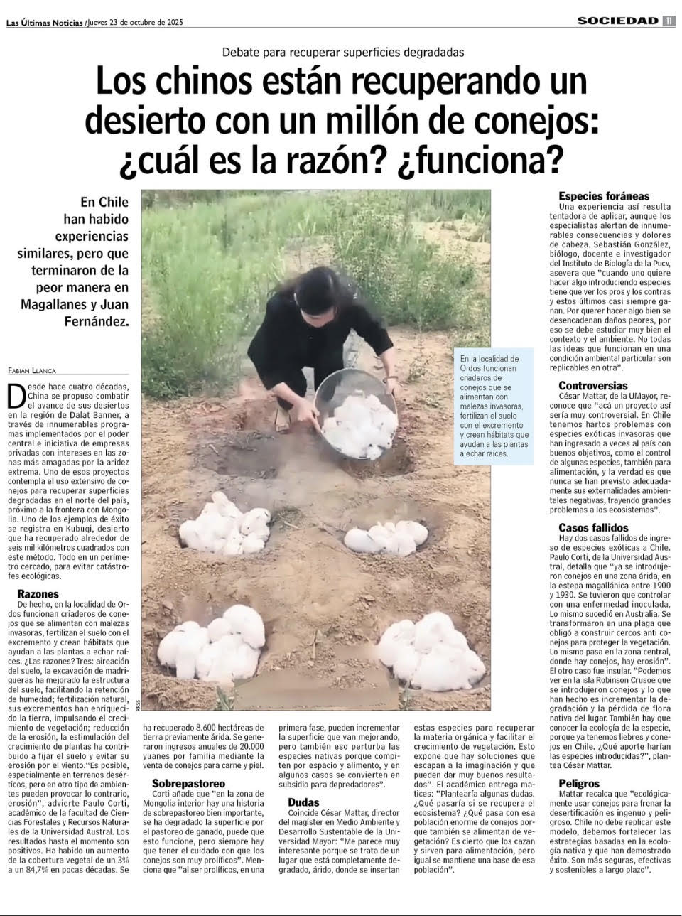 Los chinos están recuperando un desierto con un millón de conejos: ¿cuál es la razón? ¿funciona?
