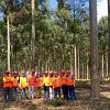 manejo-de-eucalyptus-grandis-en-cofusa-rivera-uruguay