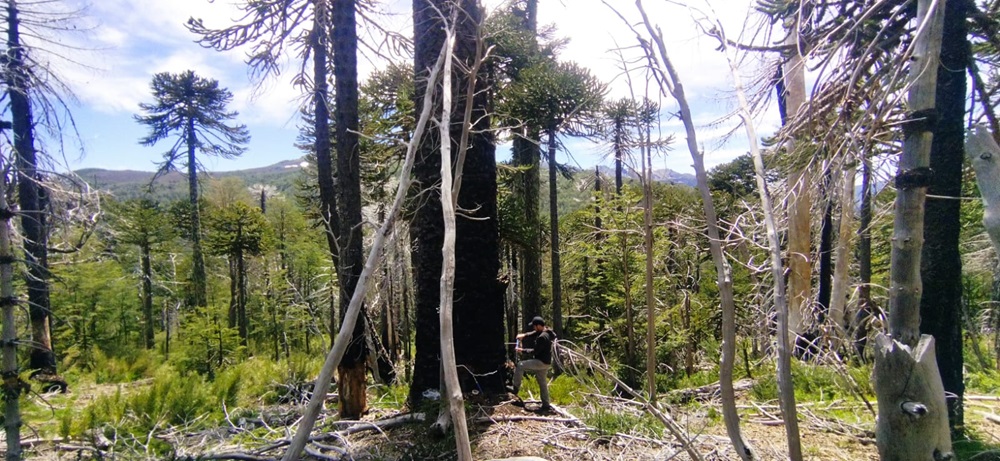 Estudian respuesta de bosques de Nothofagus a erupciones volcánicas e incendios forestales