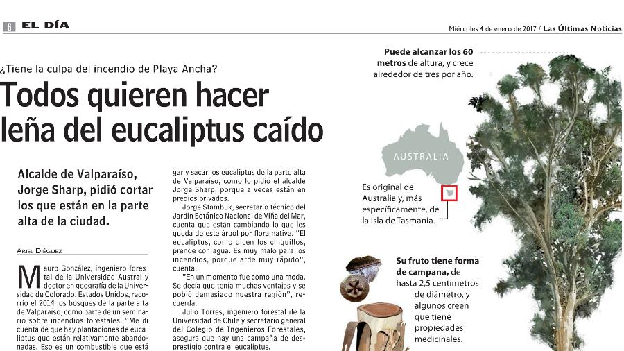 Todos quieren hacer leña del eucaliptus caído