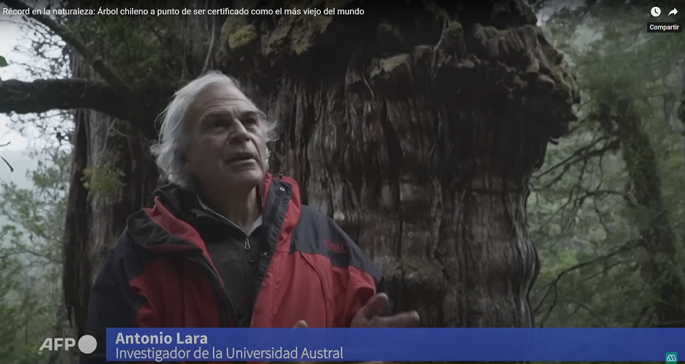 Récord en la naturaleza: Árbol chileno a punto de ser certificado como el más viejo del mundo