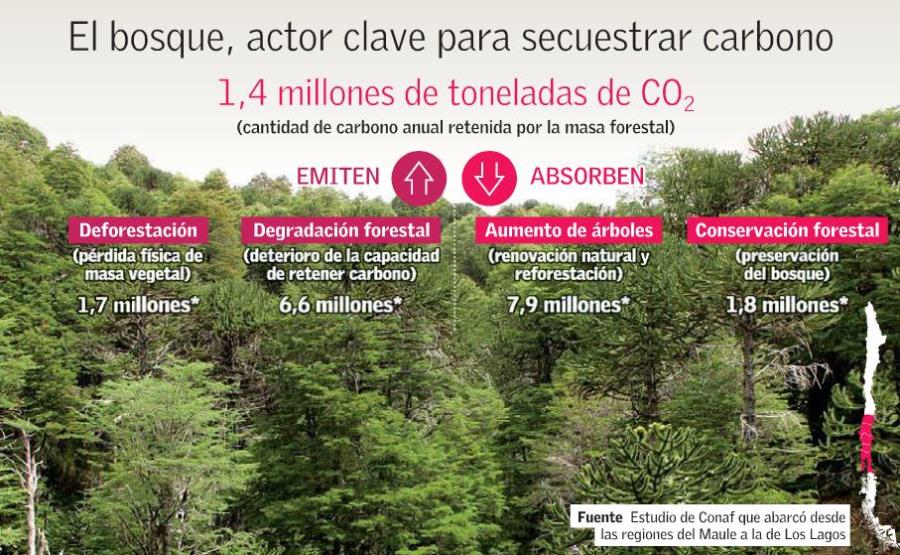 Bosques y plantaciones del sur captan más CO2 del que emiten