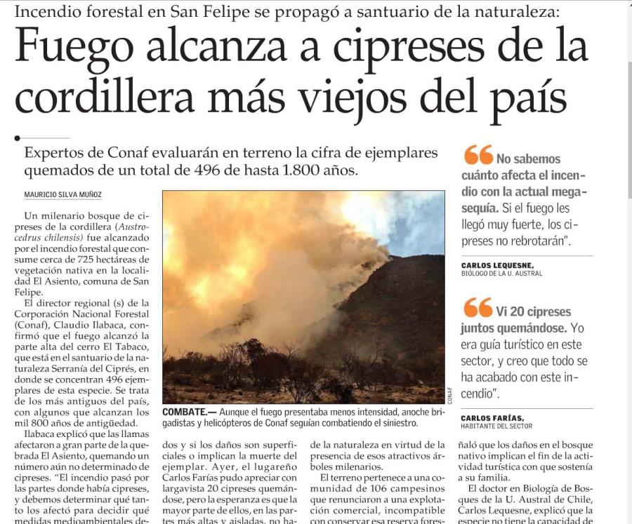 Fuego alcanza a cipreses de la cordillera más viejos del país