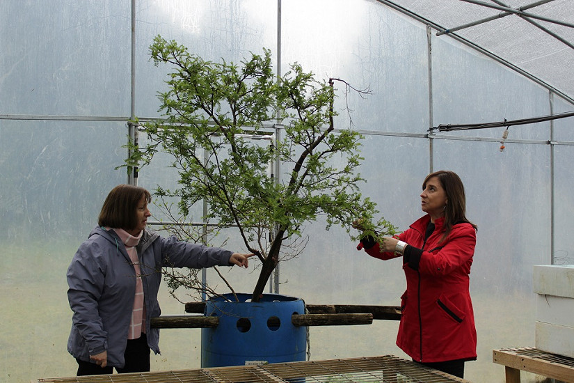 Vivero de la UACh conserva una de las especies más amenazadas del mundo 