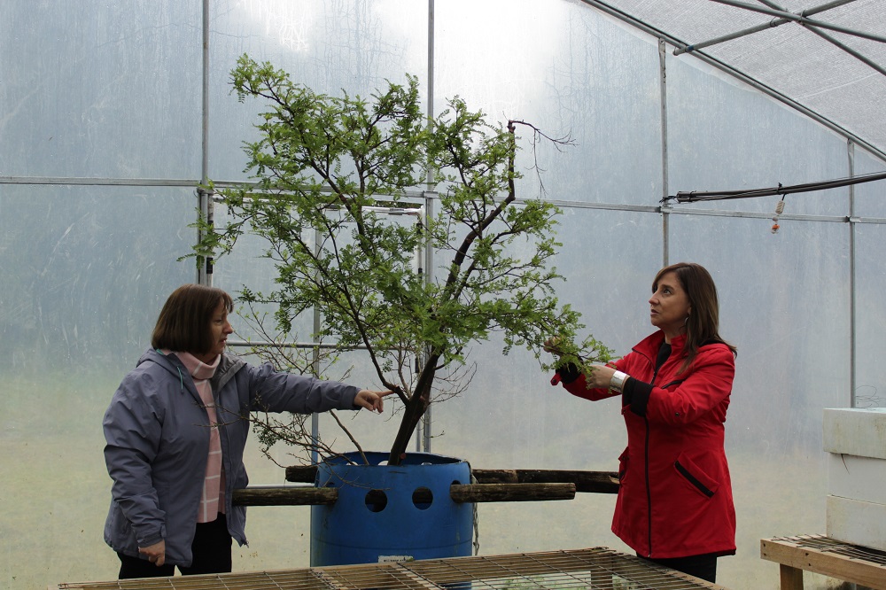 Vivero de la UACh conserva una de las especies más amenazadas del mundo 