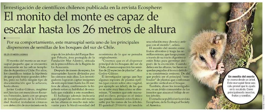 El monito del monte es capaz de escalar hasta los 26 metros de altura