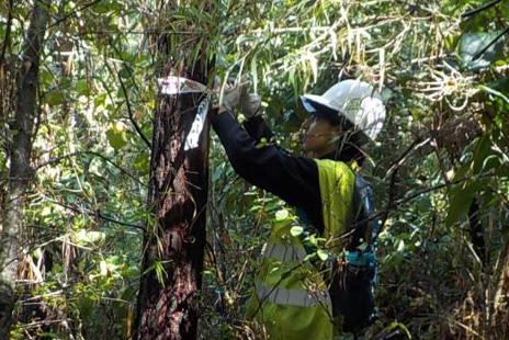 Ingeniera en Conservación de Recursos Naturales evaluó efectividad de herbicidas para eliminar pino radiata