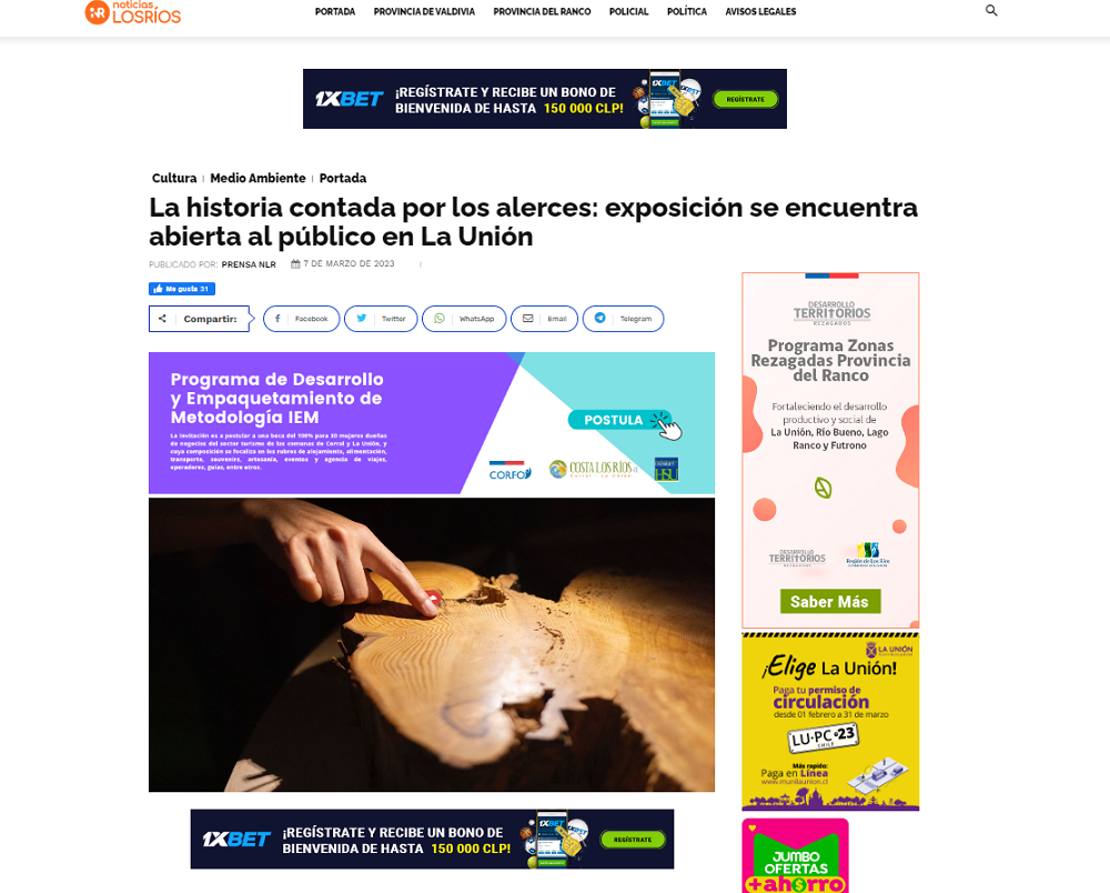 La historia contada por los alerces: exposición se encuentra abierta al público en La Unión