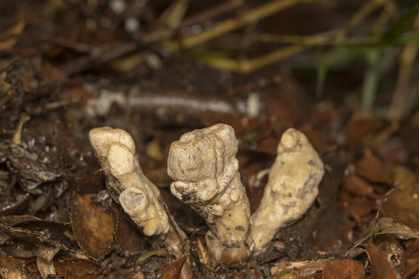 Primer registro en el continente sudamericano: en Parque Alerce Costero descubren nueva especie de hongo