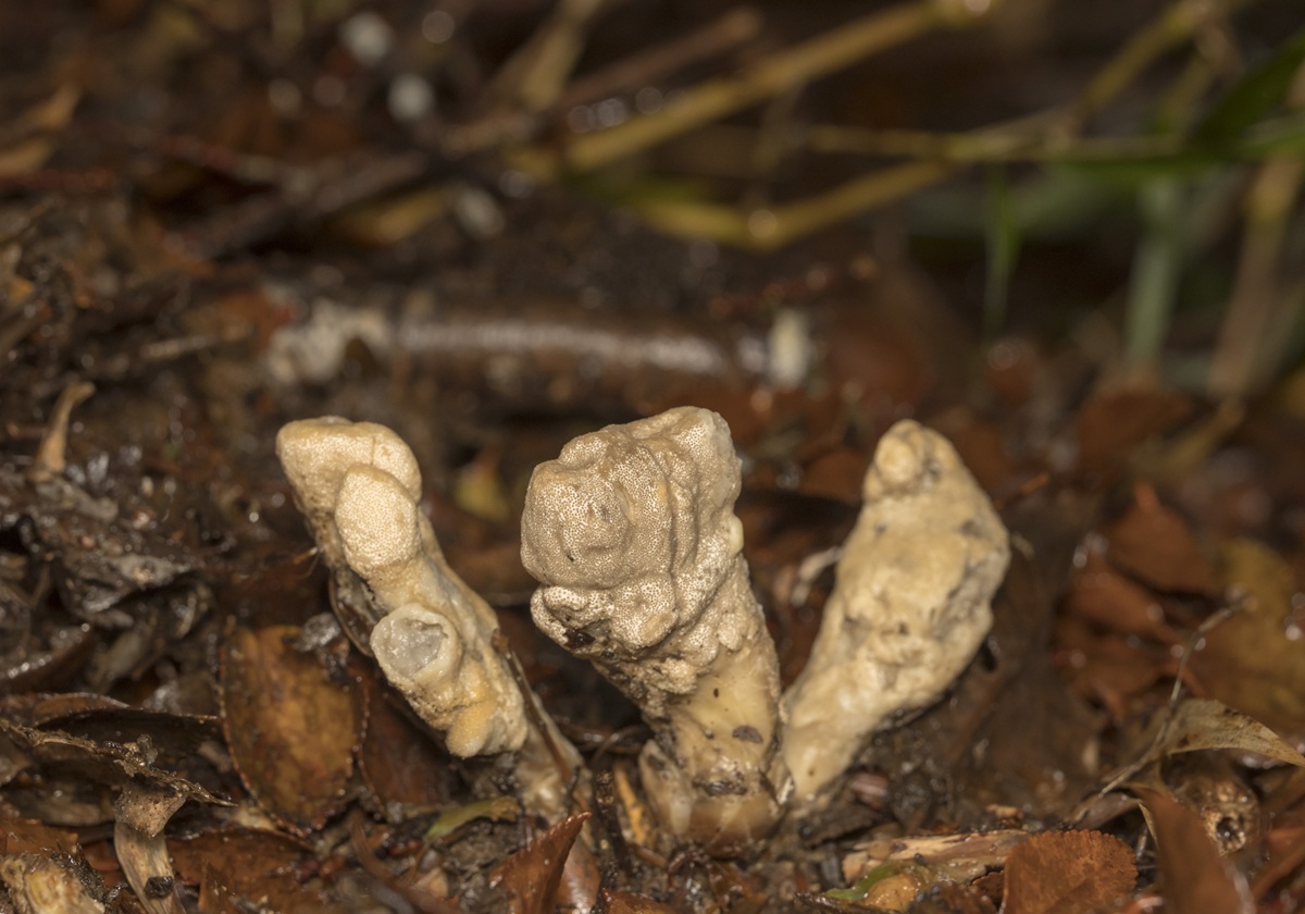 Primer registro en el continente sudamericano: en Parque Alerce Costero descubren nueva especie de hongo