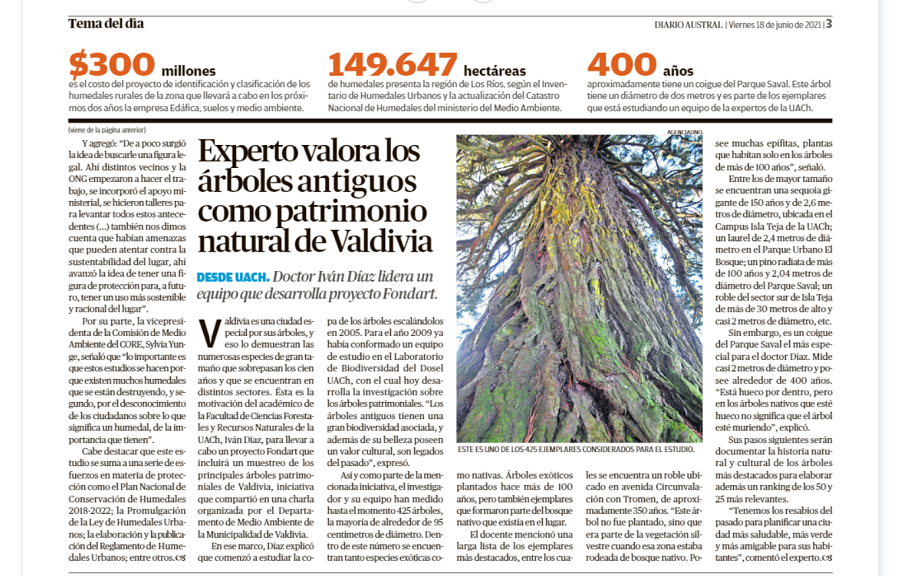 Experto valora los árboles antiguos como patrimonio natural de Valdivia