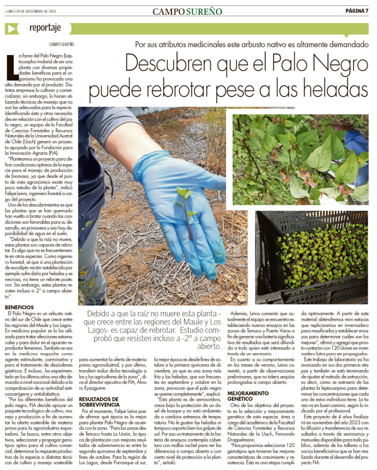 Estudio descubre que el palo negro puede rebrotar pese a las heladas