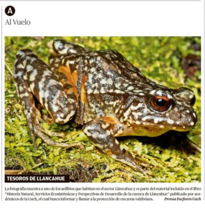 Tesoros de Llancahue
